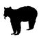 Standing Black Bear, Ursus Americanus, Silhouette, North America