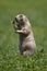 Standing black-tailed prairie dog