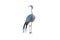 Standing Blue Crane isolated on white