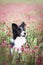 Standing border collie in crimson clover.