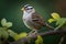 Standing on a branch against a lush green background is a white crowned sparrow