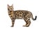 Standing brown bengal cat, side view, isolated