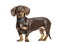 Standing brown Dachsund dog, isolated