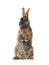 standing brown rabbit isolated on a white