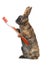 Standing brown rabbit with toothbrush orange paws brush