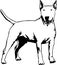 Standing bull terrier