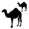 Standing camel black vector silhouette design