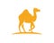 Standing Camel in the Desert