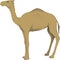 Standing Camel Illustration