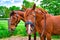 Standing chestnut colored horses on a pasture in the sunshine