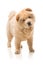 Standing chow-chow puppy, looking at the head a little leaning