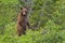 Standing cinnamon bear cub. Wild Canadian predator with green forest background.