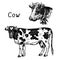 Standing cow and head with bell, isolated collection, side view. Ink black and white drawing i