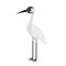 Standing Crane bird animal cartoon character vector illustration