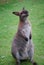 Standing cute little kangaroo in green grass field