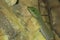 Standing day gecko