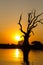 Standing dead tree and Sunset , Amarapura in Myanmar (Burmar)