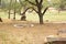 Standing Deer Feeding in Jungle/Zoo Park,wildlife Stock Photograph Image