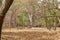 Standing Deer Feeding in Jungle/Zoo Park,wildlife Stock Photograph Image