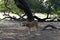 Standing Deer Feeding in Jungle/Zoo Park,wildlife Stock Photograph Image