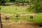 Standing Deer and Ostrich Birds Feeding in Jungle/Zoo Park,wildlife Stock Photograph Image