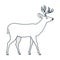 Standing deer vintage  illustration