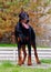 Standing doberman dog