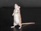 Standing domestic brown rat