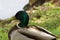 A standing duck in front of a lake - Close-up - France