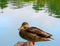 Standing Duck and Water Background