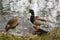 A standing duck at the water`s edge. Seen aside.