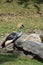 Standing East African Crowned Crane with Rocks