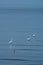 Standing egrets and reflections on the water surface. Many white egrets on the blue sea At the seashore, Chonburi, Thailand