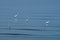 Standing egrets and reflections on the water surface. Many white egrets on the blue sea At the seashore, Chonburi, Thailand