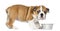 Standing English Bulldog Puppy with metallic dog bowl