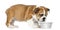 Standing English Bulldog Puppy with metallic dog bowl