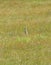 Standing European ground squirrel surrounded by grass