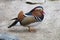 Standing exotic colorful bird. Red beak. Mandarin duck. Aix galericulata.