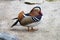 Standing exotic colorful bird. Red beak. Mandarin duck. Aix galericulata.