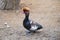 Standing exotic redhead colorful bird. Red beak.