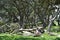 Standing and fallen trunks of pohutukawa trees