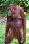 Standing female orangutan in Borneo forest.