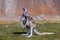 Standing female Red kangaroo,