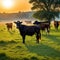 a standing in a field with a herd of cows in the background at sunset or with the sun shining on the