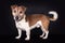 Standing Flat coated blind Jack Russell on black