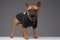 Standing french bulldog dressed in black sweater and golden chain