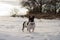 Standing french bulldog in a snowy field