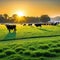 a standing in front of a herd of cows in a field of grass with the sun shining on the cows in the background and behind