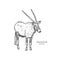 Standing Gemsbok with two horns, hand draw vector