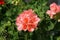 Standing geraniums, Pelargonium hortorum, bloom in August in a flower box. Berlin, Germany